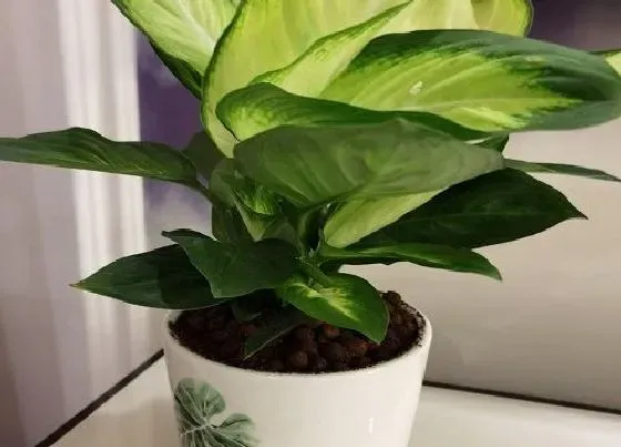 植物修剪|广东万年青怎么修剪方法