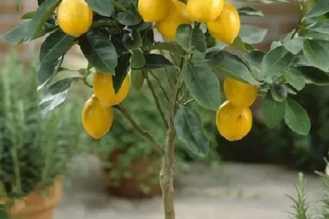 植物香味|散发香味的室内盆栽花 适合室内养的香味盆栽植物