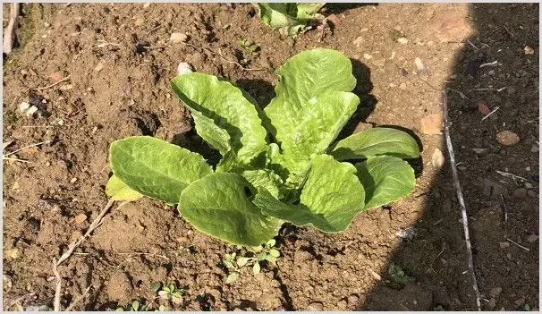 初春时节大棚蔬菜管理措施 | 养殖技术