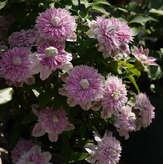 植物百科|铁线莲约瑟芬优缺点（二类铁约瑟芬耐寒，修剪好一年开几次花）