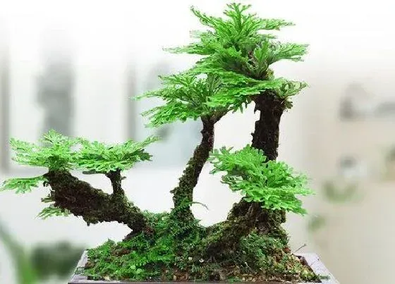 植物毒性|卷柏有毒吗 可以放在室内养吗