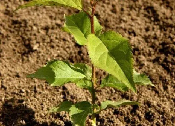 种植方法|杏树种植时间和方法