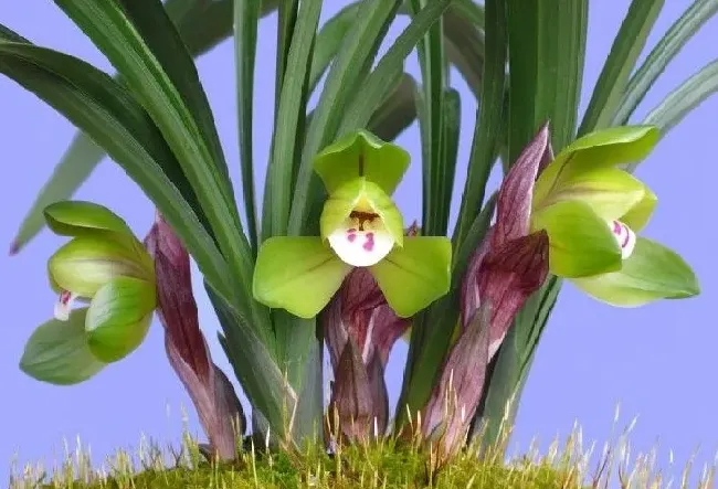 植物种类|什么品种兰花最受欢迎卖得最好（市面上什么兰花好养又香）