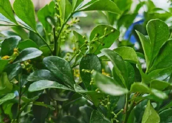 种植管理|米兰摘心打顶时间与方法