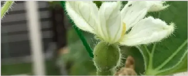 葫芦不开花怎么处理 | 养殖技术