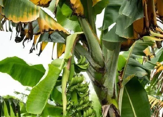 植物病害|香蕉病毒病症状与防治 用什么药好