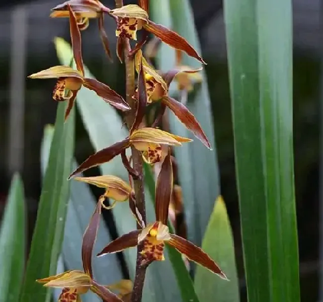 植物种类|什么品种兰花最受欢迎卖得最好（市面上什么兰花好养又香）