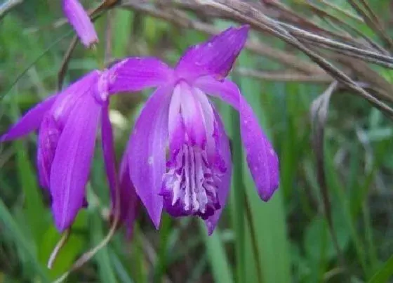 生长环境|白芨的生长环境及生长地方条件