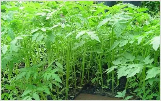 如何预防菜苗形成“长脚苗” | 植物病害
