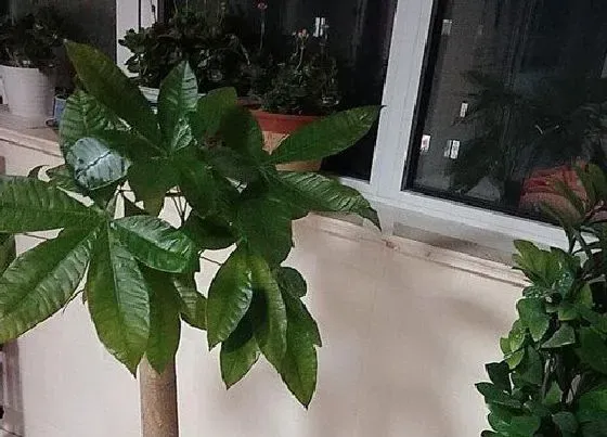 植物施肥|发财树用什么肥料