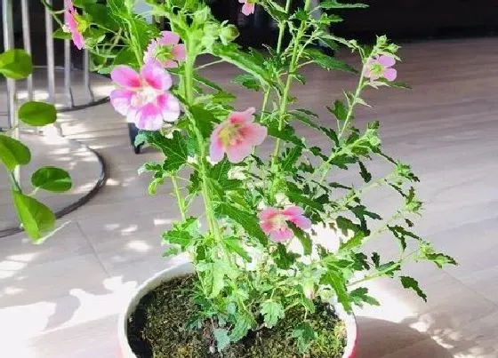 植物施肥|木槿用什么肥料最好