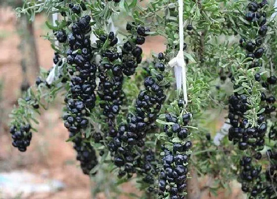 植物百科|黑枸杞生长在什么地方