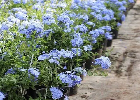 种植管理|蓝雪花几月份种植合适