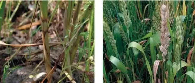 植物病害|小麦纹枯病用什么药最好（麦纹枯病打什么特效药效果好）