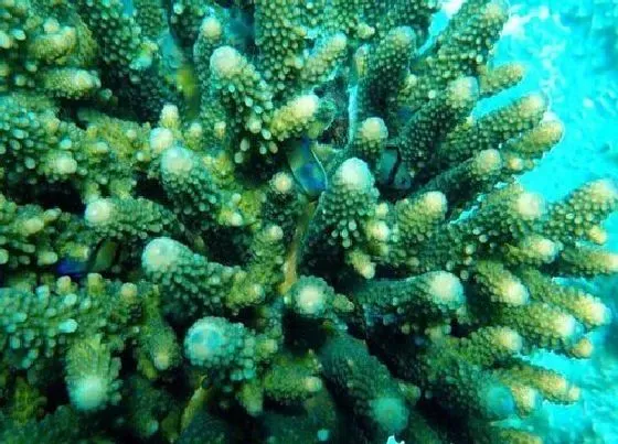 植物百科|绿珊瑚开花吗 在什么时候开花