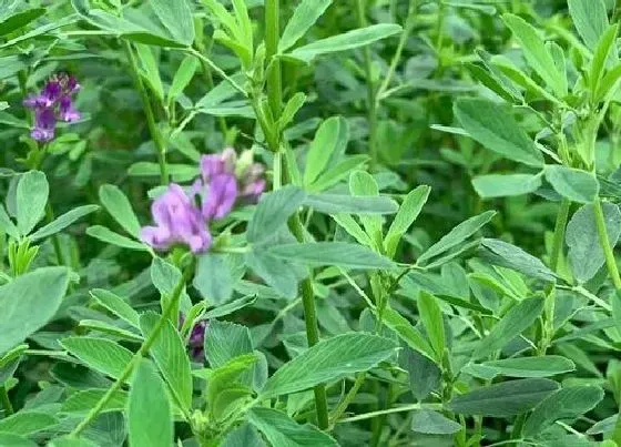 植物播种|苜蓿什么时候播种最合适
