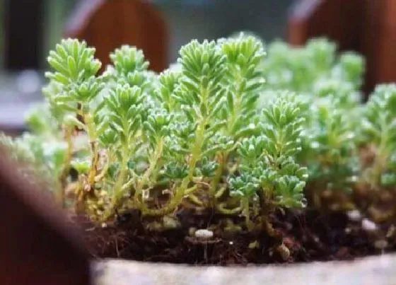 种植土壤|薄雪万年草配土方法与种植土壤