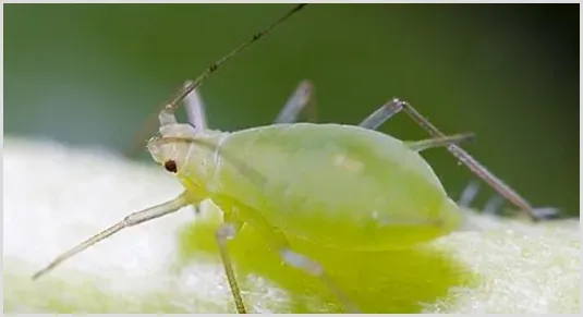 果树蚜虫的种类有哪些防治技巧 | 种植施肥