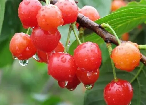 种植管理|樱桃花开得多坐果率低怎么回事，花开得不少怎样能多坐果）