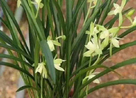 开花时间|铁骨素兰花什么时候开花 花期多长时间