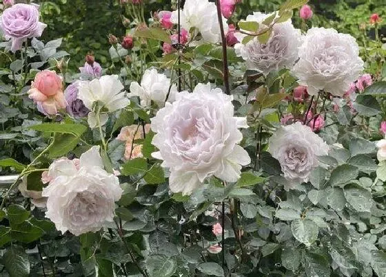 植物种类|月季品种名称及图片 月季花品种大全