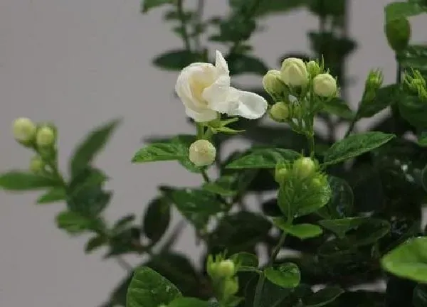 植物移栽|茉莉花移栽注意事项 盆栽茉莉花栽培方法与技巧