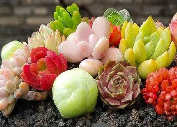 植物移栽|多肉植物什么时候换盆最好 在什么季节换盆合适