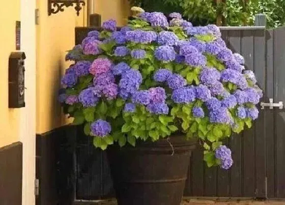 开花时间|无尽夏绣球花一年开几次花 开花时间什么时候