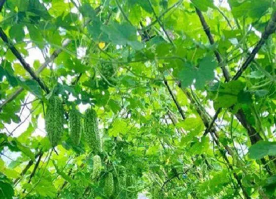 种植管理|苦瓜的生长周期是多长时间