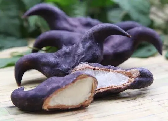 植物百科|菱角又叫什么名字