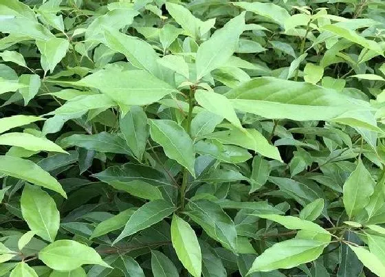 植物排行|不落叶植物有哪些