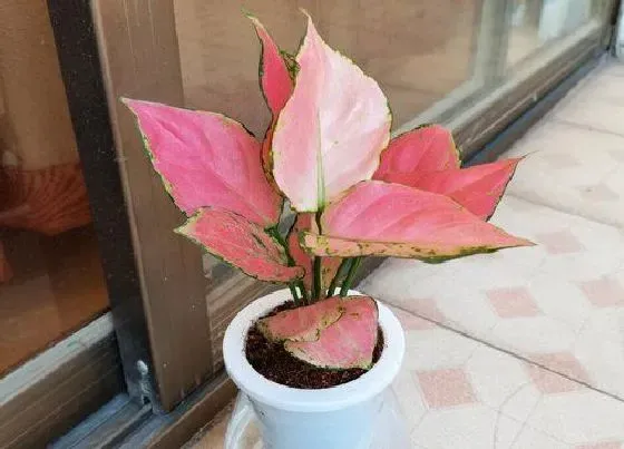 客厅摆放|如意皇后放客厅风水好吗