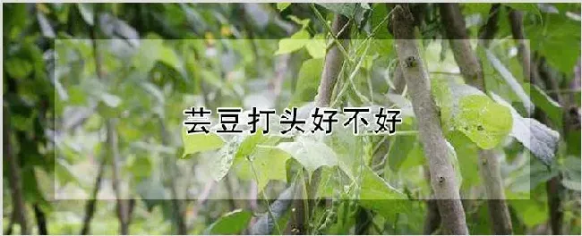 芸豆打头好不好 | 自然知识