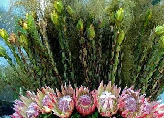 花语|菩提花的花语是什么