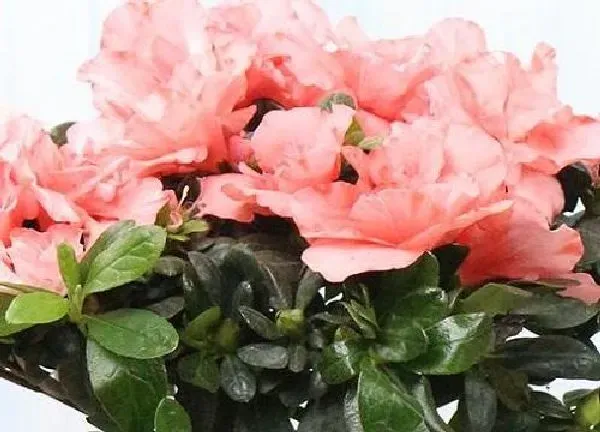 养殖方法|杜鹃花怎么水养