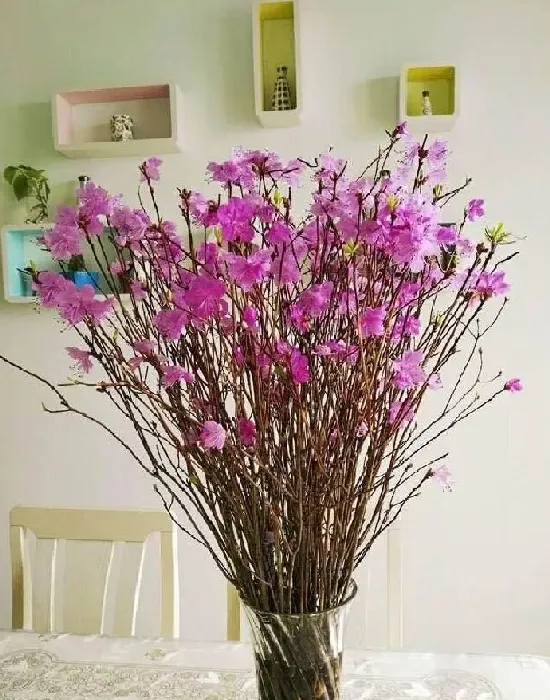 植物百科|干枝杜鹃国家二级保护植物（它是国家几级重点保护植物）