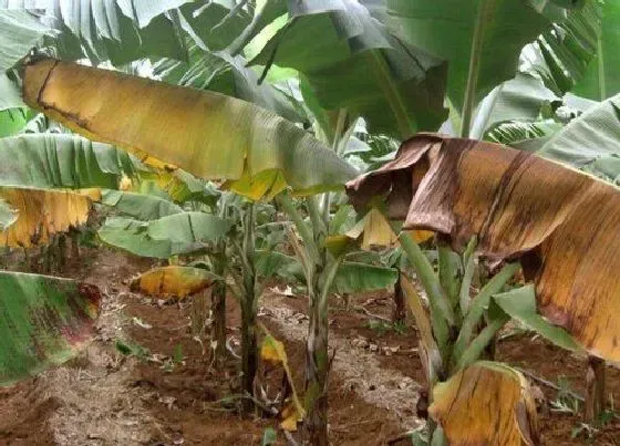 植物病害|香蕉黄叶病的原因及治疗处理方法