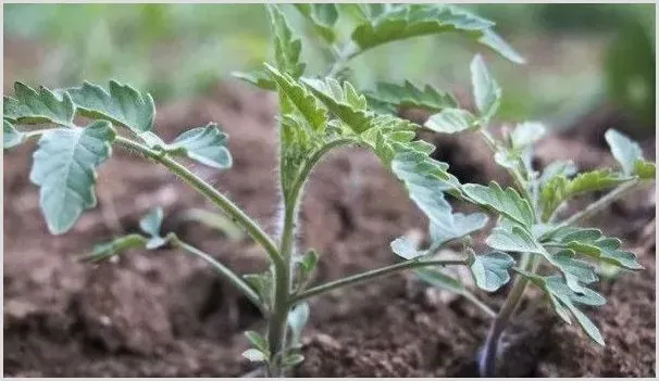 番茄苗移栽后几天施肥 | 种植资料