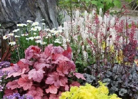 植物百科|矾根开花吗 花期多长时间