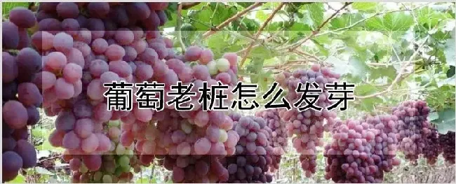 葡萄老桩怎么发芽 | 种植技术