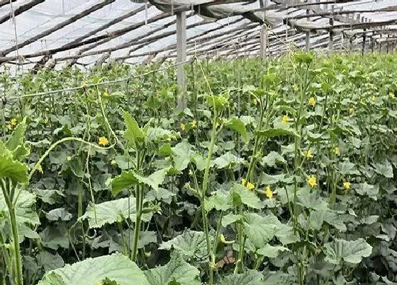 植物施肥|黄瓜浇什么肥料合适