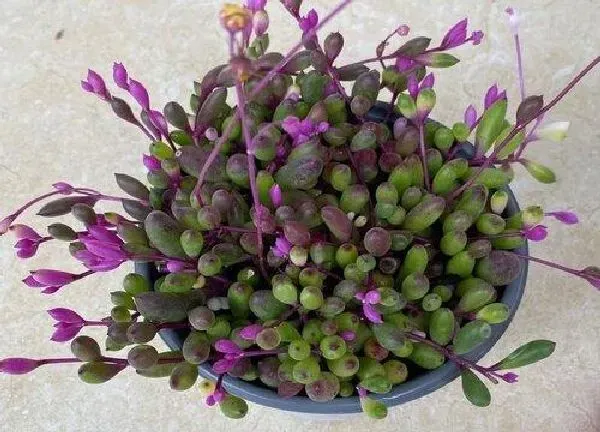 植物移栽|紫玄月怎么分盆容易成活