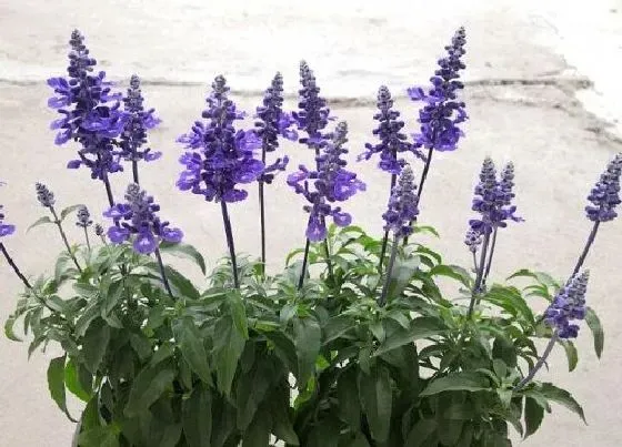 植物百科|鼠尾草是什么花序类型 属于圆锥花序