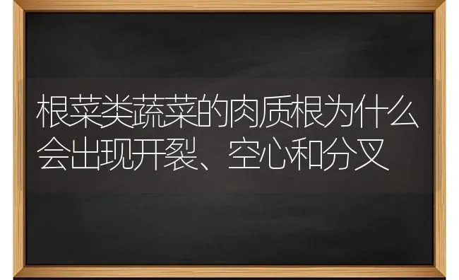 根菜类蔬菜的肉质根为什么会出现开裂、空心和分叉 | 蔬菜种植