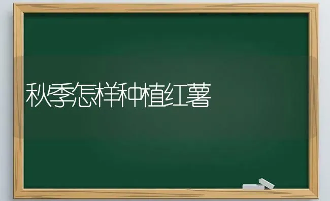 秋季怎样种植红薯 | 植物种植百科
