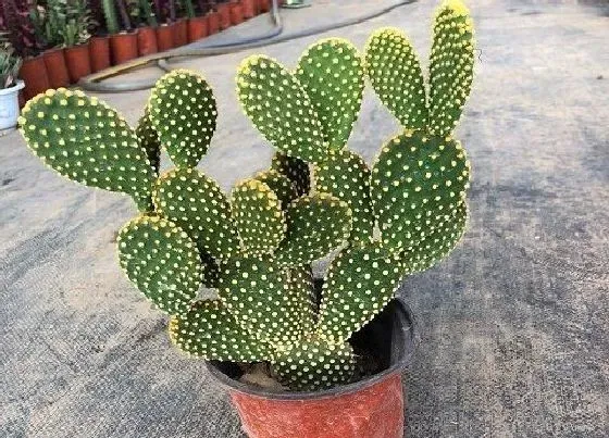 植物百科|仙人掌一年能长多高