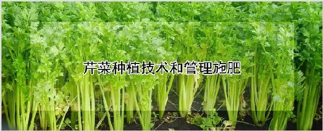 芹菜种植技术和管理施肥 | 农业技术