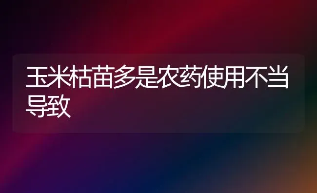 玉米枯苗多是农药使用不当导致 | 种植病虫害防治