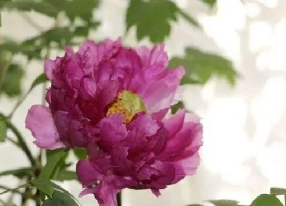 种植管理|牡丹的生长周期是多长时间