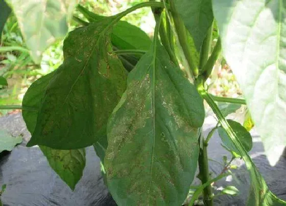 植物病害|辣椒黄叶病的原因及治疗处理方法